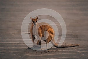 Kangaroo Wallaby at the beach during sunrise in cape hillsborough national park, Mackay. Queensland, Australia.