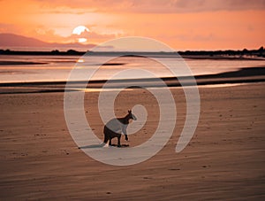 Kangaroo Wallaby at the beach during sunrise in cape hillsborough national park, Mackay. Queensland, Australia.