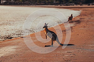 Kangaroo Wallaby at the beach during sunrise in cape hillsborough national park, Mackay. Queensland, Australia.