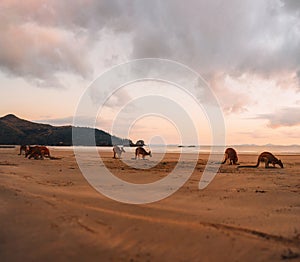 Kangaroo Wallaby at the beach during sunrise in cape hillsborough national park, Mackay. Queensland, Australia.