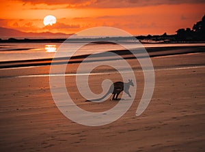 Kangaroo Wallaby at the beach during sunrise in cape hillsborough national park, Mackay. Queensland, Australia.