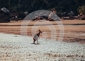 Kangaroo Wallaby at the beach during sunrise in cape hillsborough national park, Mackay. Queensland, Australia.