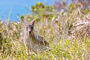 Kangaroo camouflaged in the bush photo