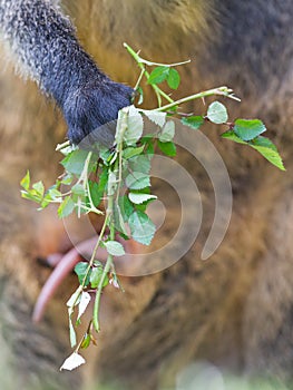 Kangaroo: Wallaby close-up portrait