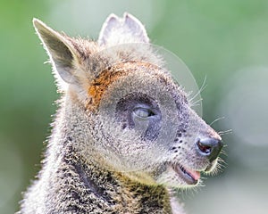 Kangaroo: Wallaby close-up portrait