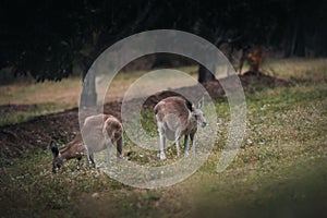 Kangaroo Wallaby is hiding in the grass on the shore of the lake. Australian wildlife. Queensland