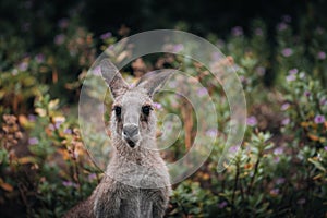 Kangaroo Wallaby is hiding in the grass on the shore of the lake. Australian wildlife. Queensland