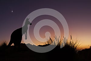 Australian Kangaroo watching the dawn