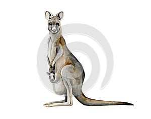 Kangaroo watercolor illustration. Hand drawn Australia animal with a baby in a pouch. Grey kangaroo side view realistic