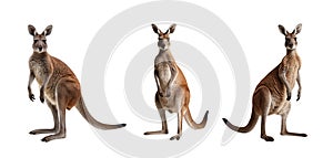 Kangaroo on a white background