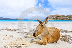 Kangaroo on white sand