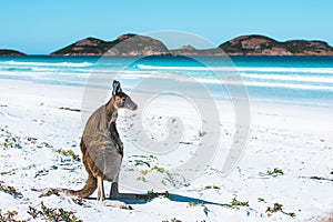 Kangaroo on a white sand beach and turquoise water