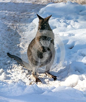 Kangaroo on white snow in winter