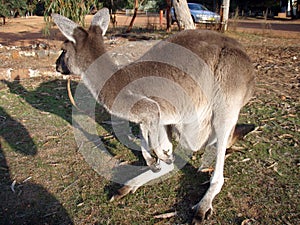 A kangaroo, wildlife in australia
