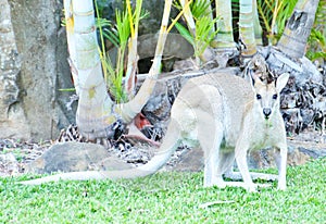 Kangaroo is the world`s largest marsupial.