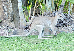 Kangaroo is the world`s largest marsupial. photo
