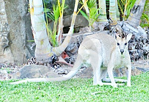 Kangaroo is the world`s largest marsupial. photo