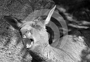 The kangaroo yawning is a marsupial from the family Macropodidae