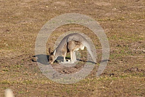 Kangaroo in zoo in germany in nuremberg