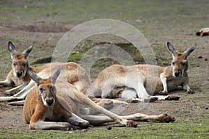 Kangaroo in zoo