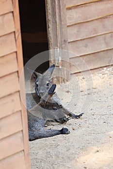 kangaroo at the zoo.Two wallabies resting