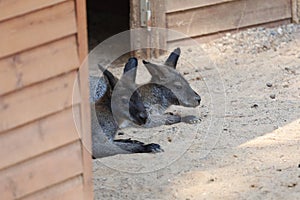 kangaroo at the zoo.Two wallabies resting