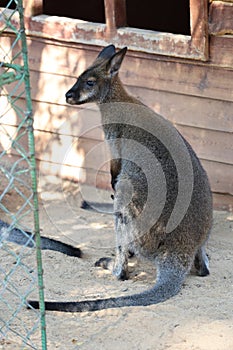 kangaroo at the zoo.Two wallabies resting