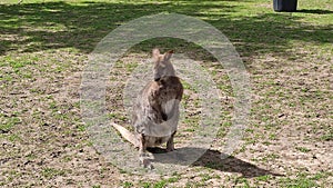 The Kangaroo in the Zoo at Wingham Wildlife Park, England, UK