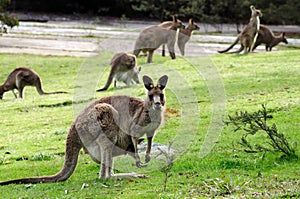 Kangaroos