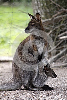 Kangaroos