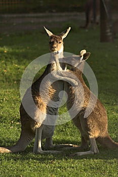 Kangaroos