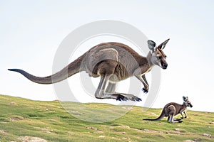 Kangaroos aerial charm portrait highlighting the marsupials dynamic mid jump pose photo