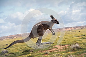 Kangaroos aerial charm portrait highlighting the marsupials dynamic mid jump pose photo