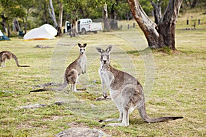 Kangaroos Australia Camping Wildlife