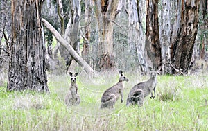 Kangaroos.