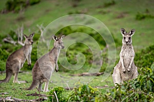 Kangaroos in Australian bushland