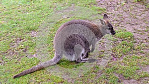 Kangaroos with baby in the bag