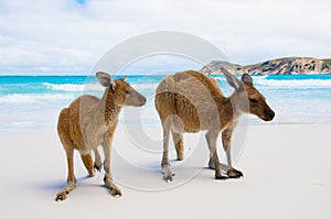 Kangaroos on the Beach