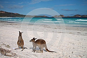 Kangaroos on beach in front of ocean scenery at Lucky Bay, Western Australia