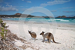 Kangaroos on beach with ocean in background at Lucky Bay, Western Australia
