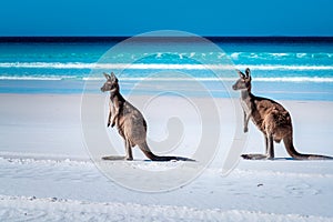 Kangaroos on the beach beside the surf at Lucky Bay, Cape Le Grand National Park