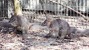 Kangaroos in captivity at New South Wales, Australia.