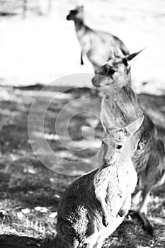 Kangaroos at Cleland Wildlife Park