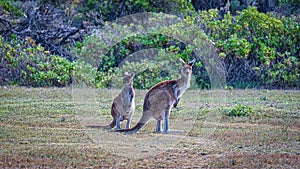 Kangaroos at the coast of Lancelin WA photo