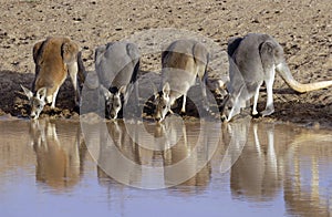 Kangaroos drinking