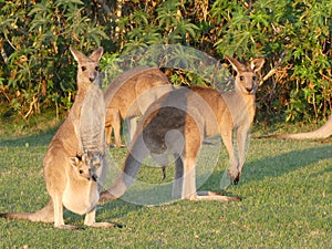 Kangaroos family with a baby in mums pouch