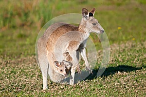 Kangaroos