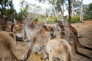 Kangaroos Feeding