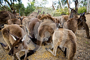 Kangaroos Feeding