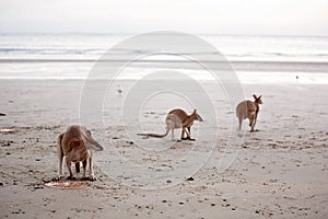 Kangaroos Feeding On The Beach